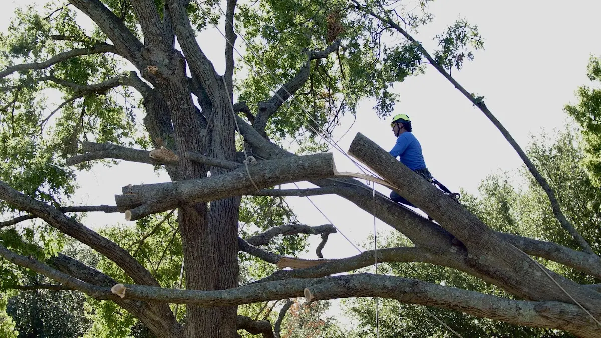 Professional Crown Thinning performed by certified arborists in Grayling