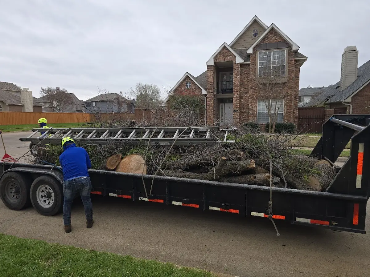 Expert Tree Pest Control with proper safety equipment in Grayling